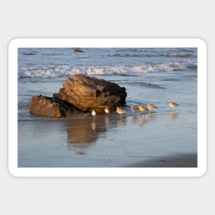 Shorebirds in a Straight Line at Crystal Cove Sticker